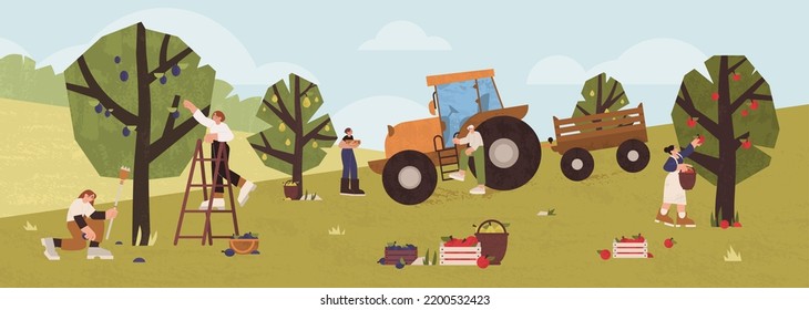 People gathering fruits in orchard. Farmers picking ripe apples, plums, pears from trees in garden wooden baskets. Gardeners men and women collecting harvest using ladder and tractor. Agriculture work