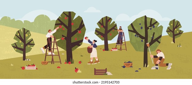 People gathering fruits in orchard into wooden baskets, boxes. Farmers picking ripe apples, plums and pears from trees in garden. Gardeners collecting harvest using ladders. Seasonal agricultural work