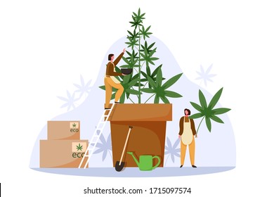 People Grow Cannabis For Legal Sell. Marijuana Farm Business Concept Vector Illustration. Weed Cultivation, Hemp Plant, Cannabis Farming Industry.