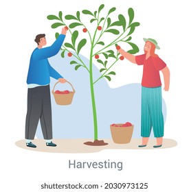 People harvesting concept. Man and woman pluck delicious ripe apples from tree. Characters take care of orchard. Natural organic products. Cartoon flat vector illustration isolated on white background