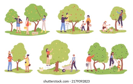 People harvesting fruit trees. Family picking fruits plucking berries in orchard, autumn garden harvest, people on ladder pick cart crop fresh apples, garish vector illustration of harvest garden