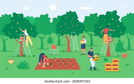 People harvesting fruits, farmers gathering apples in garden. Agricultural workers picking fruit from trees. Harvest season vector illustration. Men and women picking pears to baskets on ladders