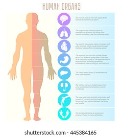 People and human organs, brain, lungs, heart, stomach, liver, kidneys, knee, joint and foot. Medical, health and healthcare vector illustration. Icons, data, infographic elements symbols