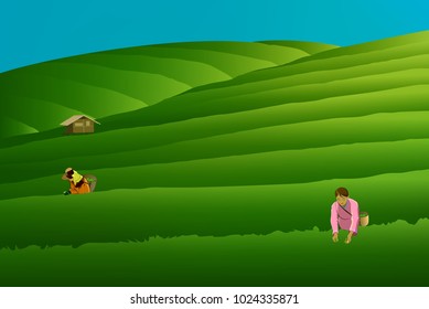 People keep tea leaves vectors. Healthy, female.