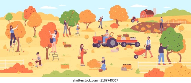 People on autumn harvesting. Farm workers picking agriculture fall harvest from garden planting tree, group people on ladder pick season fruit orchard, vector illustration of agriculture farm harvest