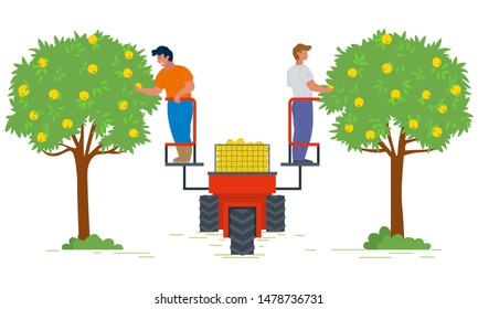 People on lifting machine vector, garden harvesting flat style farming. Apple trees with fruits, seasonal works. Machinery for picking organic products. Picking apples concept. Flat cartoon