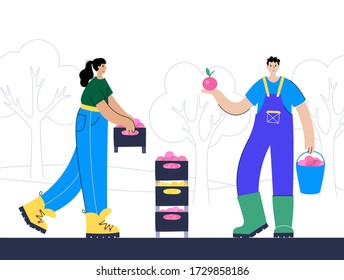 People pick apples in the garden wiht bucket and boxes during the harvest. Flat vector illustration on white background. Adult female and male cartoon action characters. Gardening concept for poster