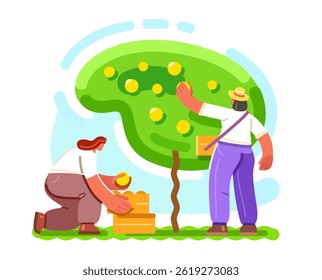 People pick fruits from tree. Farm workers or farmers working in garden. Farming, gardening concept