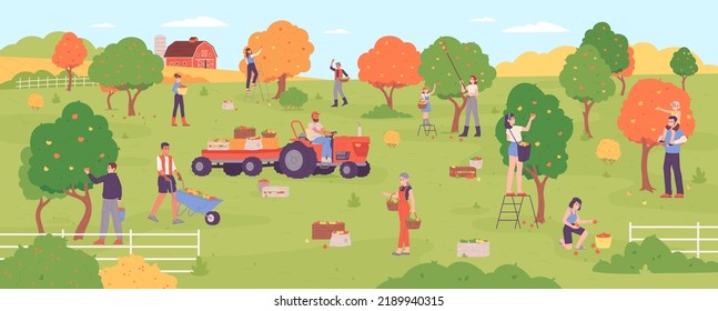 People picking apples. Farmers gathering harvest apple tree in orchard production, family pick out healthy ripe autumn fruits garden agriculture crop, vector illustration of harvest farmer agriculture