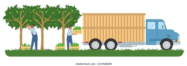 People picking apples in orchard and loading fruit crates into truck for transportation, flat vector illustration. Fruit harvesting, gardening, agriculture.