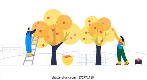 Gente recogiendo manzanas de un árbol durante la cosecha en otoño. Ilustración vectorial plana sobre fondo blanco. Personajes adultos masculinos y femeninos de acción de caricaturas. Concepto de jardinería para afiches, pancartas.