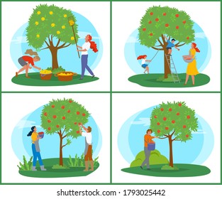 People picking apples, tree with ripe fruit, farmer with basket near wood, orchard symbol. Person in apron with rustic food, gardener in countryside vector. Pick apples concept. Flat cartoon