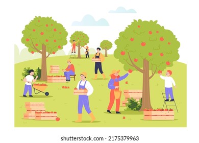 People picking apples from trees flat vector illustration. Farmers in uniform reaping harvest in orchard or garden, collecting organic fruits in boxes and carts. Plantation, growth concept