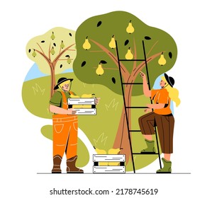 People picking fresh harvest. Male farmer holds wooden box with ripe fruits. Female gardener climbs stairs and collects crops of pears from trees. Cartoon flat vector illustration in doodle style