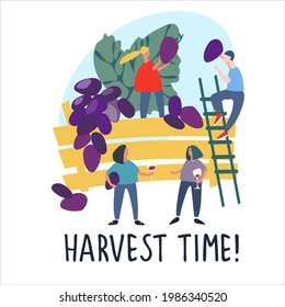 People picking grapes. Harvest Time quote. Harvesting concept. Agritourism, pick-your-own concept. Fresh fruit concept. Hand drawn vector illustration in abstract flat style