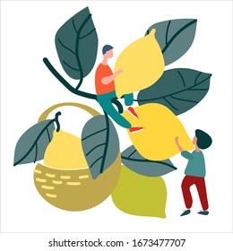 People picking lemons. Hand drawn vector illustration in abstract flat style. Harvesting concept. Agritourism concept. Pick-your-own concept. Fresh fruit concept