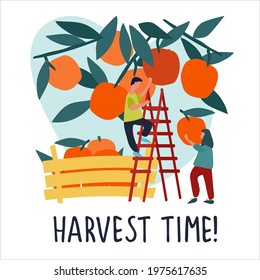 People picking oranges into wooden crate. Harvest Time quote. Harvesting concept. Agritourism, pick-your-own concept. Fresh fruit concept. Hand drawn vector illustration in abstract flat style