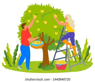 People picking pears in garden vector, man and woman working in summer. Harvesting season on farm, farmers with fresh fruits and plants on trees flat style