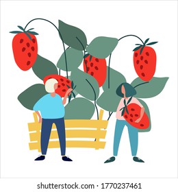 Gente recogiendo fresas en ilustraciones vectoriales de crate. Concepto de cosecha. Concepto agroturístico. Elige tu propio concepto. El concepto de fruta fresca. Ilustración vectorial en estilo plano abstracto