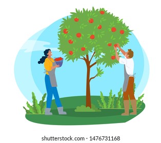 People working in garden vector, apple trees growing in yard. Farmers with basket gathering fruits. Harvesting season, seasonal works in summer flat style. Pick apples concept. Flat cartoon