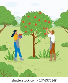People working in garden vector, apple trees growing in yard. Farmers with basket gathering fruits. Harvesting season, seasonal works in summer flat style. Pick apples concept. Flat cartoon