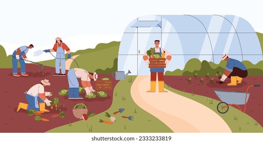 People working on farm with greenhouse scene flat style, vector illustration. Men and women harvest carrots and cabbage, gardening and cultivating, tools for farming