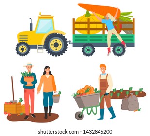 People working on farm vector, isolated tractor with character loading beetroots and carrots. Personage with harvested products, cart with pumpkin