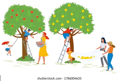 People In Yard Vector, Farming Woman With Basket Picking Apples. Son And Daughter Helping Mom. Man On Ladder Harvesting Season In Farm Flat Style. Picking Apple Concept. Flat Cartoon