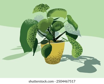 Peperomia polybotrya, bekannt als Raindrop Peperomia, hat dicke, glänzende Blätter, die wie Regentropfen geformt sind. Perfekt für helle Räume, die jedem Interieur eine einzigartige Note verleihen.