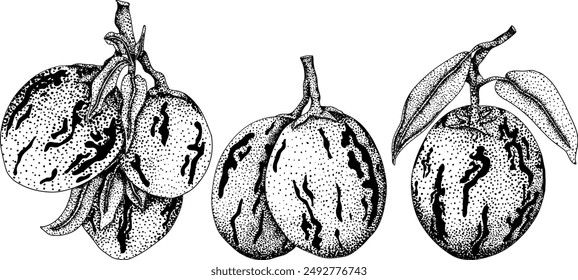 Pepino fruit, melon pear, Solanum muricatum. Vector hand drawn engraving illustration. Fresh pepino fruit whole, cut in half, slices. Vector illustration.