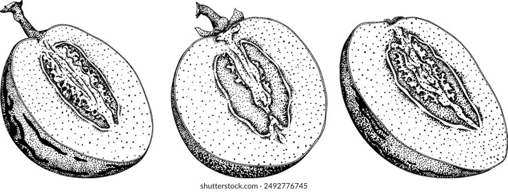 Pepino fruit, melon pear, Solanum muricatum. Vector hand drawn engraving illustration. Fresh pepino fruit whole, cut in half, slices. Vector illustration.