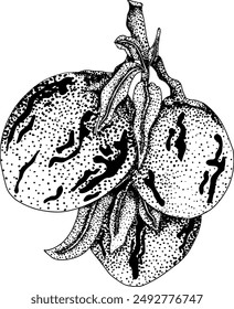 Pepino fruit, melon pear, Solanum muricatum. Vector hand drawn engraving illustration. Fresh pepino fruit whole, cut in half, slices. Vector illustration.