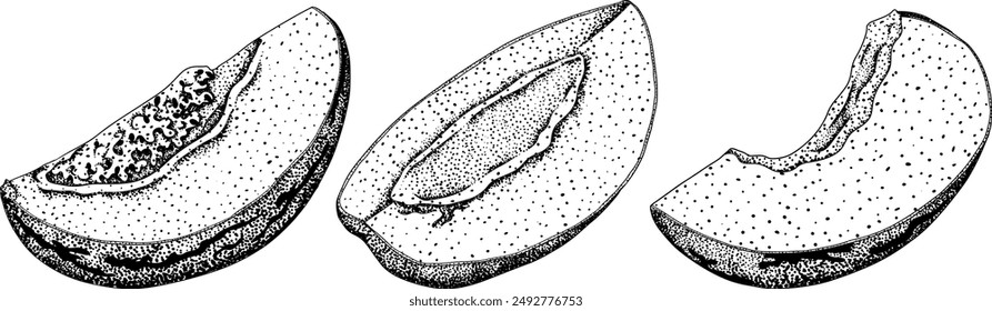 Pepino fruit, melon pear, Solanum muricatum. Vector hand drawn engraving illustration. Fresh pepino fruit whole, cut in half, slices. Vector illustration.