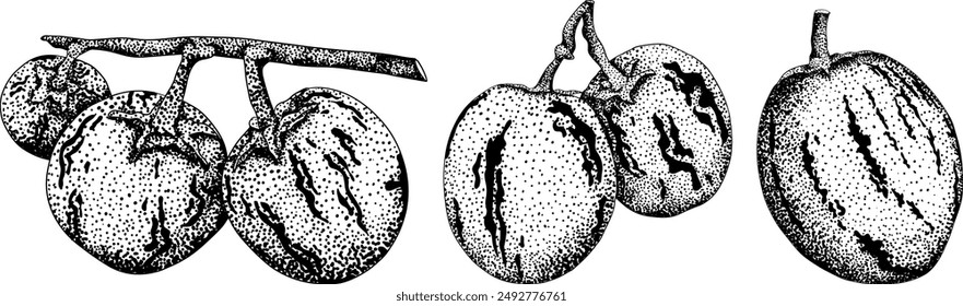 Pepino fruit, melon pear, Solanum muricatum. Vector hand drawn engraving illustration. Fresh pepino fruit whole, cut in half, slices. Vector illustration.