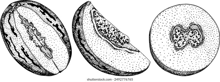 Pepino fruit, melon pear, Solanum muricatum. Vector hand drawn engraving illustration. Fresh pepino fruit whole, cut in half, slices. Vector illustration.