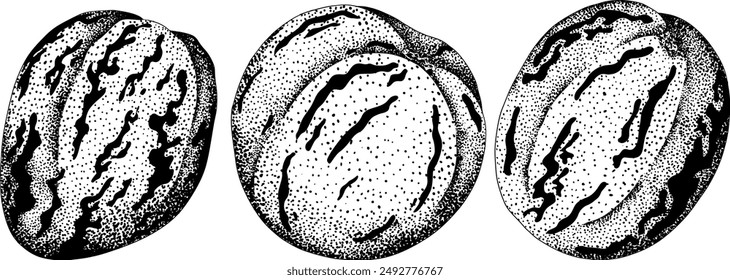 Pepino fruit, melon pear, Solanum muricatum. Vector hand drawn engraving illustration. Fresh pepino fruit whole, cut in half, slices. Vector illustration.