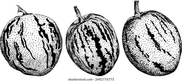 Pepino fruit, melon pear, Solanum muricatum. Vector hand drawn engraving illustration. Fresh pepino fruit whole, cut in half, slices. Vector illustration.