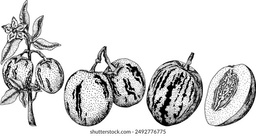 Pepino fruit, melon pear, Solanum muricatum. Vector hand drawn engraving illustration. Fresh pepino fruit whole, cut in half, slices. Vector illustration.