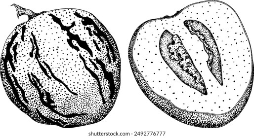 Pepino fruit, melon pear, Solanum muricatum. Vector hand drawn engraving illustration. Fresh pepino fruit whole, cut in half, slices. Vector illustration.