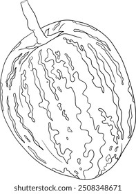 Pepino, melão, Solanum muricatum. Ilustração de linha desenhada à mão vetorial. Fruta de pimenta inteira, cortada ao meio, fatias.	