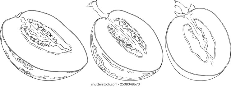 Pepino, melão, Solanum muricatum. Ilustração de linha desenhada à mão vetorial. Fruta de pimenta inteira, cortada ao meio, fatias.	