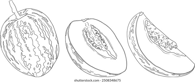 Pepino, melão, Solanum muricatum. Ilustração de linha desenhada à mão vetorial. Fruta de pimenta inteira, cortada ao meio, fatias.	