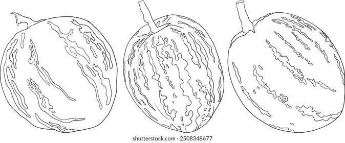 Pepino, melão, Solanum muricatum. Ilustração de linha desenhada à mão vetorial. Fruta de pimenta inteira, cortada ao meio, fatias.	