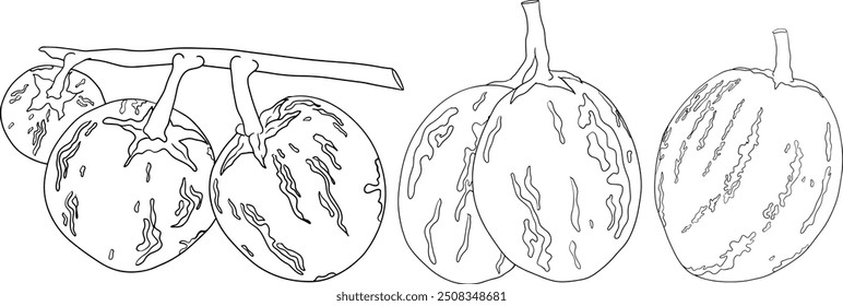 Pepino, melão, Solanum muricatum. Ilustração de linha desenhada à mão vetorial. Fruta de pimenta inteira, cortada ao meio, fatias.	