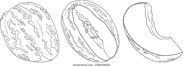 Pepino, melão, Solanum muricatum. Ilustração de linha desenhada à mão vetorial. Fruta de pimenta inteira, cortada ao meio, fatias.	