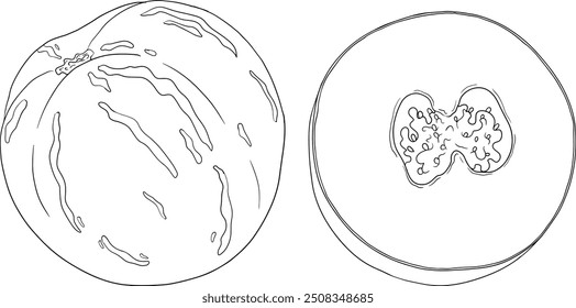 Pepino, melão, Solanum muricatum. Ilustração de linha desenhada à mão vetorial. Fruta de pimenta inteira, cortada ao meio, fatias.	