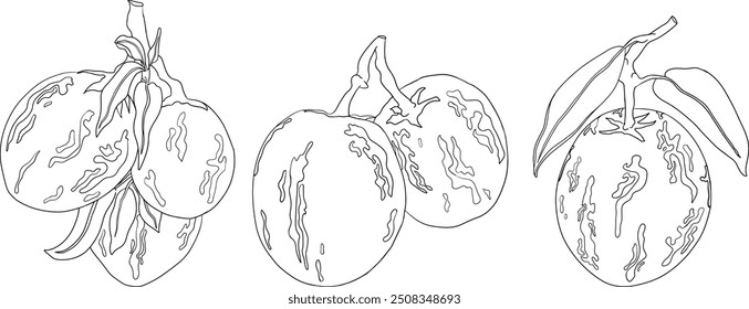 Pepino, melão, Solanum muricatum. Ilustração de linha desenhada à mão vetorial. Fruta de pimenta inteira, cortada ao meio, fatias.	