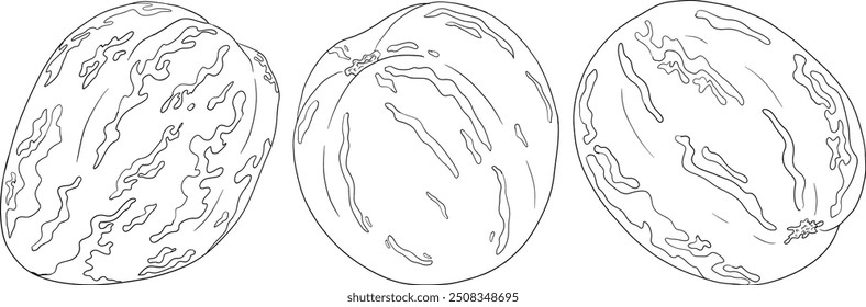 Pepino, melão, Solanum muricatum. Ilustração de linha desenhada à mão vetorial. Fruta de pimenta inteira, cortada ao meio, fatias.	