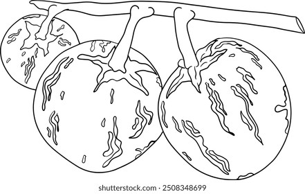 Pepino, melão, Solanum muricatum. Ilustração de linha desenhada à mão vetorial. Fruta de pimenta inteira, cortada ao meio, fatias.	