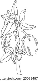 Pepino, melão, Solanum muricatum. Ilustração de linha desenhada à mão vetorial. Fruta de pimenta inteira, cortada ao meio, fatias.	